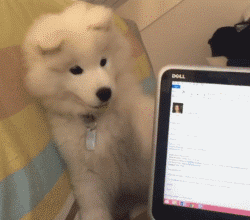 一个爱狗的人终于养到狗了是怎样的体验-8.gif