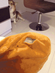 一个爱狗的人终于养到狗了是怎样的体验-9.gif