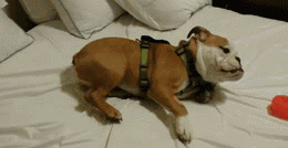 一个爱狗的人终于养到狗了是怎样的体验-11.gif