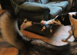 一个爱狗的人终于养到狗了是怎样的体验-12.gif