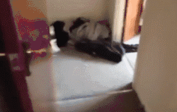一个爱狗的人终于养到狗了是怎样的体验-10.gif