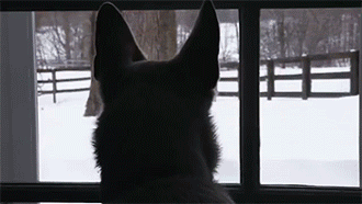 一个爱狗的人终于养到狗了是怎样的体验-14.gif