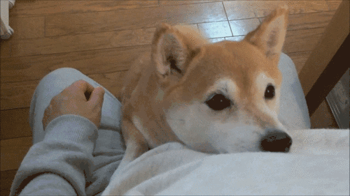 一个爱狗的人终于养到狗了是怎样的体验-15.gif