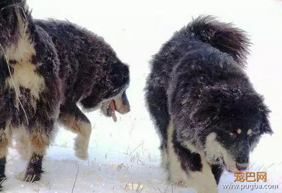 “原生藏獒的影子”蒙古獒：这种狗是比藏獒更忠勇更珍稀的犬种！-3.jpg