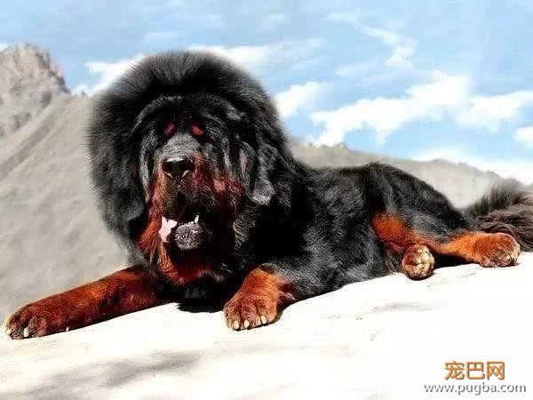 “原生藏獒的影子”蒙古獒：这种狗是比藏獒更忠勇更珍稀的犬种！-1.jpeg