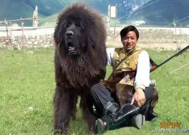 “原生藏獒的影子”蒙古獒：这种狗是比藏獒更忠勇更珍稀的犬种！-5.jpg