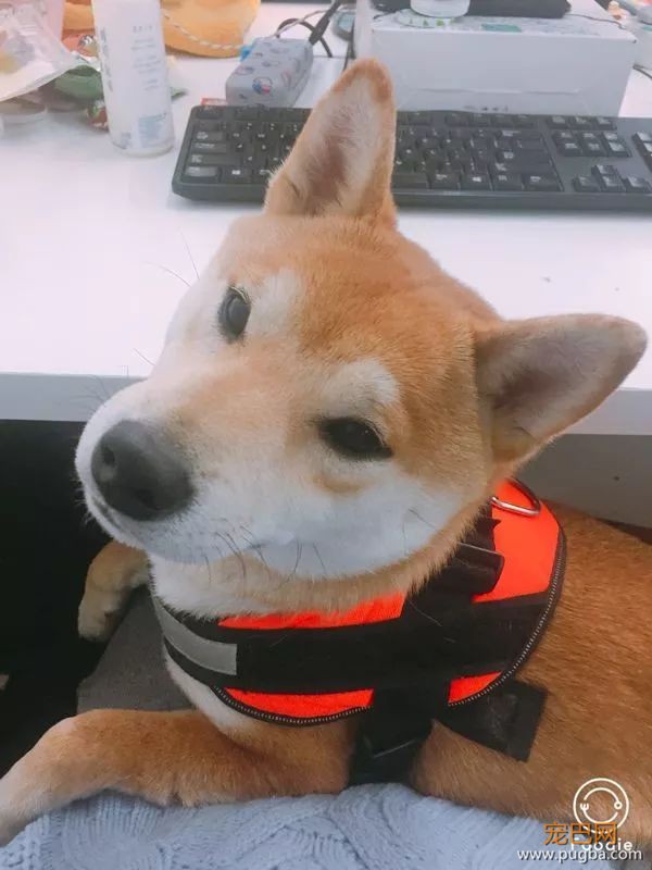 上海寻犬 | 烧饼！！没打辞职报告就走了！！-1.jpeg