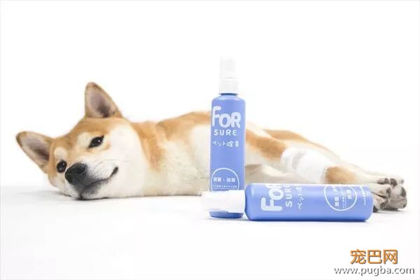 上海寻犬 | 烧饼！！没打辞职报告就走了！！-5.jpeg