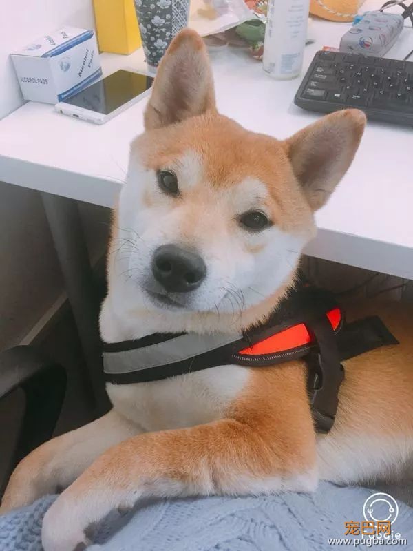 上海寻犬 | 烧饼！！没打辞职报告就走了！！-2.jpeg