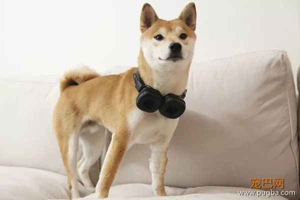上海寻犬 | 烧饼！！没打辞职报告就走了！！-3.jpeg