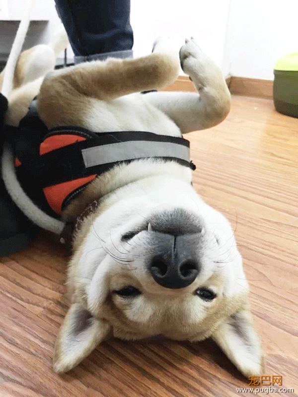 上海寻犬 | 烧饼！！没打辞职报告就走了！！-6.jpeg