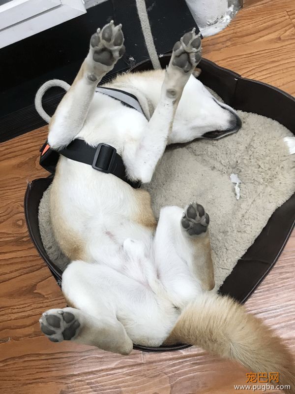 上海寻犬 | 烧饼！！没打辞职报告就走了！！-7.jpeg