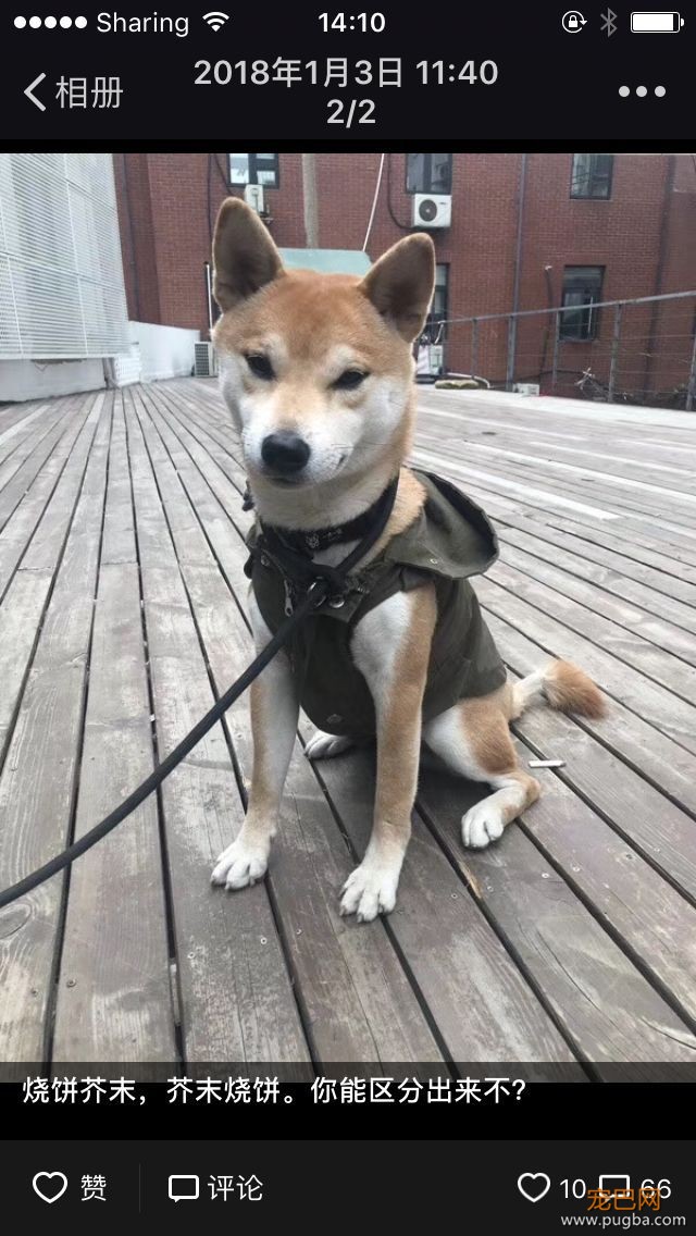 上海寻犬 | 烧饼！！没打辞职报告就走了！！-9.jpeg