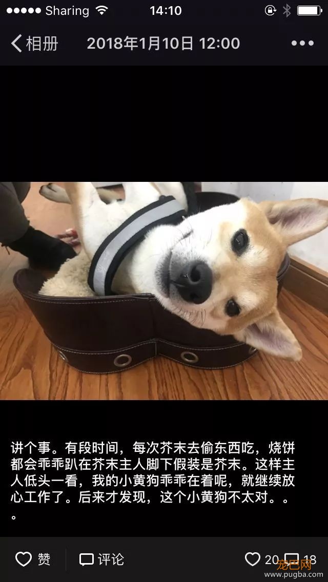 上海寻犬 | 烧饼！！没打辞职报告就走了！！-10.jpeg