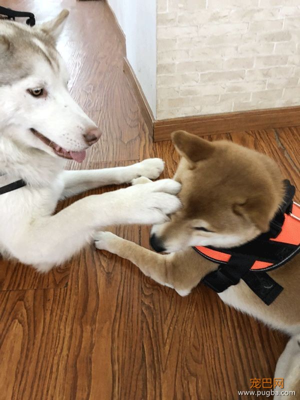 上海寻犬 | 烧饼！！没打辞职报告就走了！！-13.jpeg