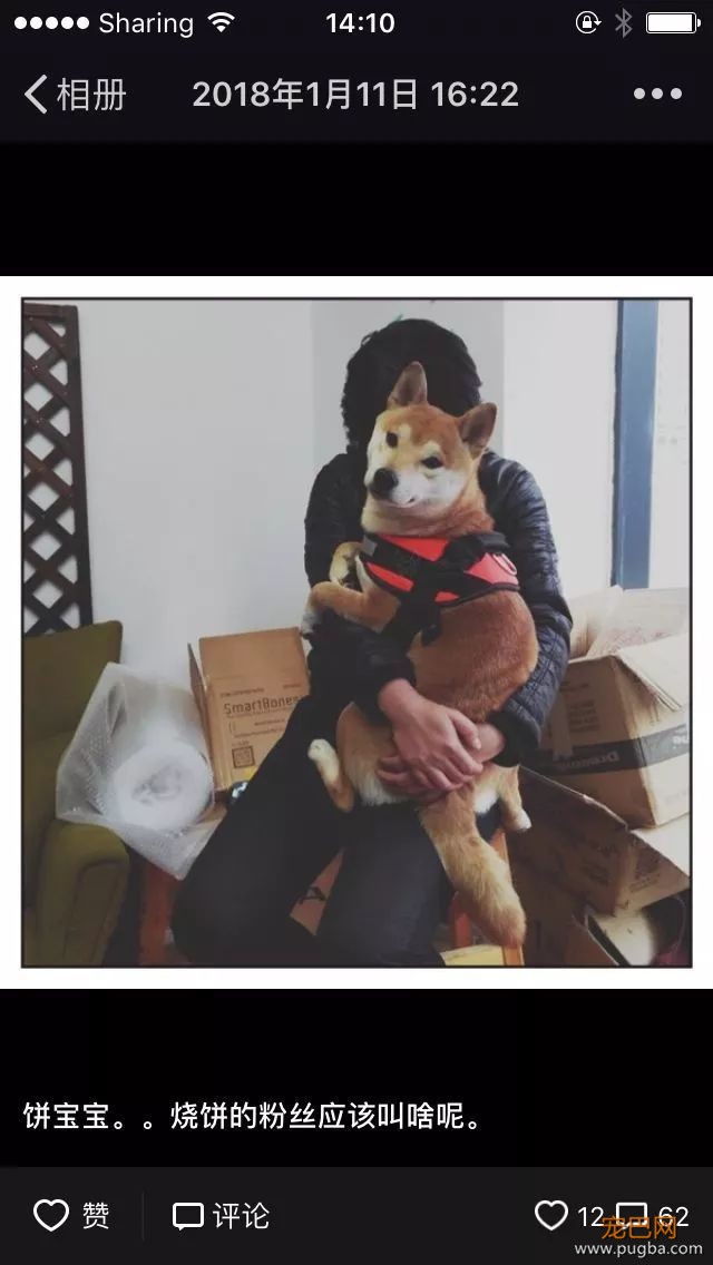 上海寻犬 | 烧饼！！没打辞职报告就走了！！-11.jpeg