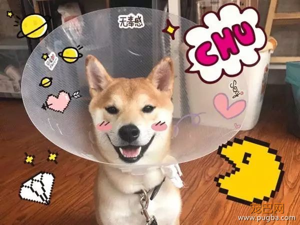上海寻犬 | 烧饼！！没打辞职报告就走了！！-12.jpeg