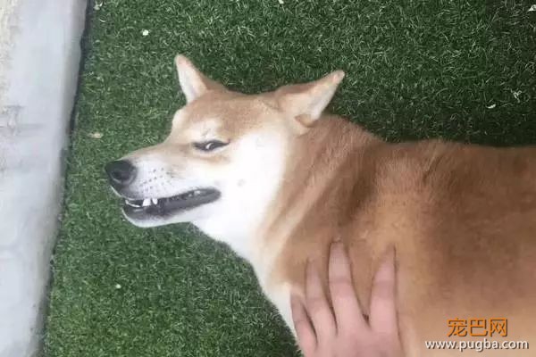 上海寻犬 | 烧饼！！没打辞职报告就走了！！-15.jpeg