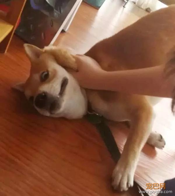 上海寻犬 | 烧饼！！没打辞职报告就走了！！-18.jpeg