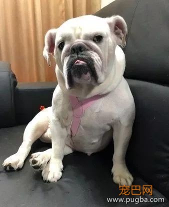 英斗深夜来大姨妈，铲屎官一顿救急操作后...-3.jpeg