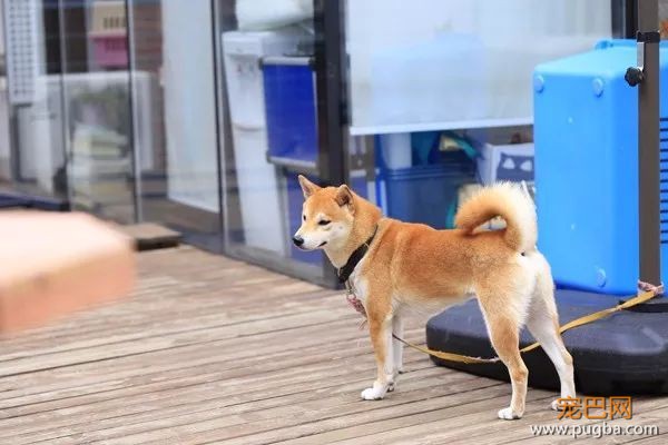 想你的第3天 | 上海徐汇区，寻找柴犬烧饼-1.jpeg