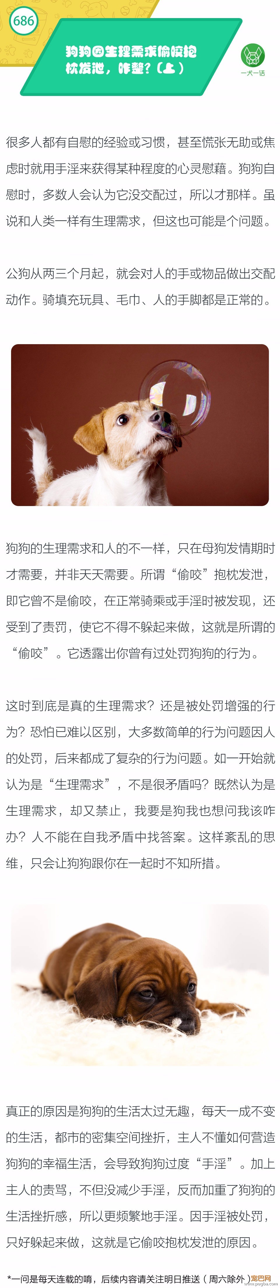 狗狗因生理需求偷咬抱枕发泄，咋整？（上）-1.jpeg
