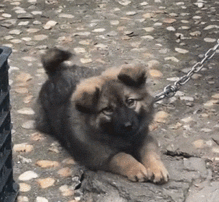 那些本来打算养来看家的狗，最后都…-2.gif