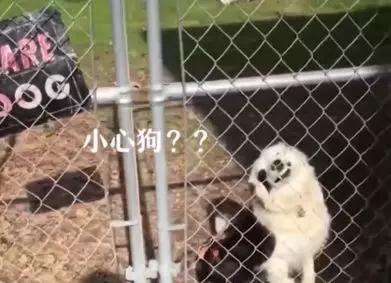 那些本来打算养来看家的狗，最后都…-6.jpg
