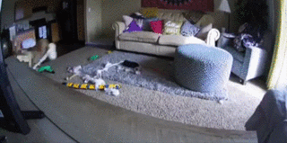 那些本来打算养来看家的狗，最后都…-14.gif