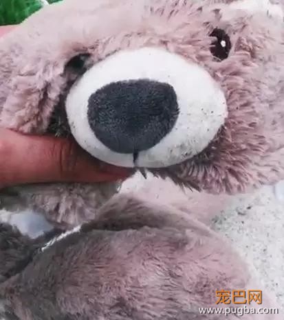 那些本来打算养来看家的狗，最后都…-17.jpg