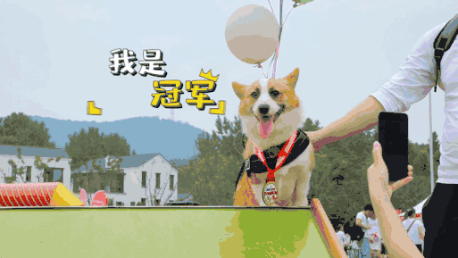 那些本来打算养来看家的狗，最后都…-24.gif