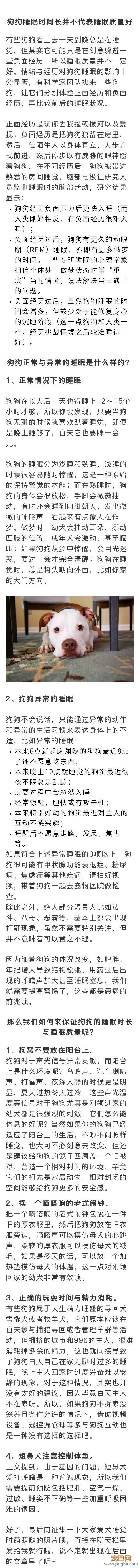 睡眠对于狗狗真的很重要，惊扰深度睡眠易诱发这些问题-2.jpeg