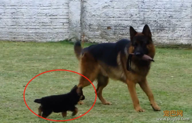 德牧在警犬训练基地，训练自己的孩子，以后抓坏人靠你们了-1.jpeg