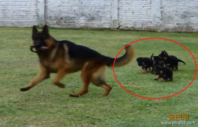 德牧在警犬训练基地，训练自己的孩子，以后抓坏人靠你们了-2.jpeg