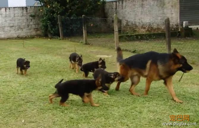 德牧在警犬训练基地，训练自己的孩子，以后抓坏人靠你们了-3.jpg