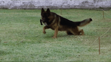 德牧在警犬训练基地，训练自己的孩子，以后抓坏人靠你们了-5.gif