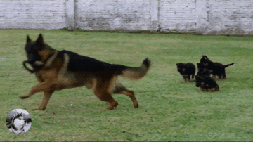 德牧在警犬训练基地，训练自己的孩子，以后抓坏人靠你们了-6.gif