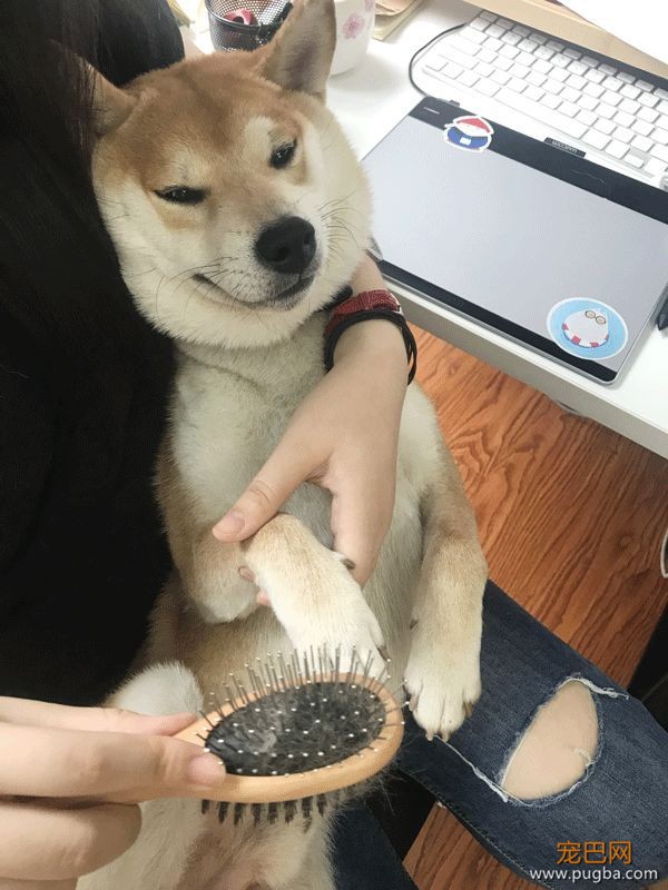 想你的第5天 | 上海徐汇区，寻找柴犬烧饼-4.jpeg