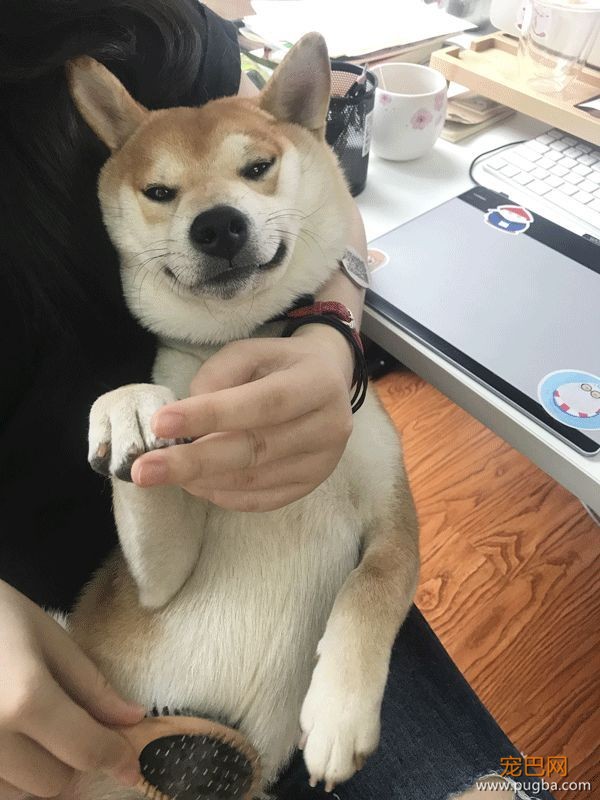 想你的第5天 | 上海徐汇区，寻找柴犬烧饼-5.jpeg