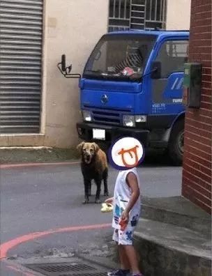 大金毛滚玩泥坑，躲在巷子口不敢回家：麻麻，别打我...-2.jpeg