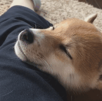 狗狗会做梦吗？梦里有我吗？-1.gif