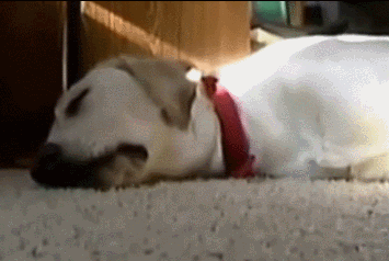 狗狗会做梦吗？梦里有我吗？-6.gif