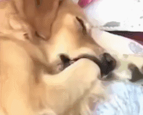 狗狗会做梦吗？梦里有我吗？-7.gif