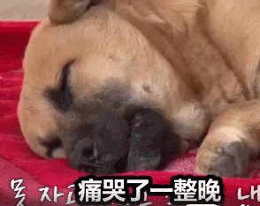 狗狗会做梦吗？梦里有我吗？-9.gif