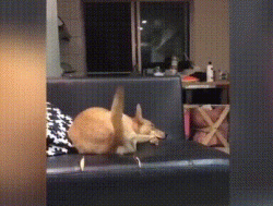 狗狗会做梦吗？梦里有我吗？-8.gif