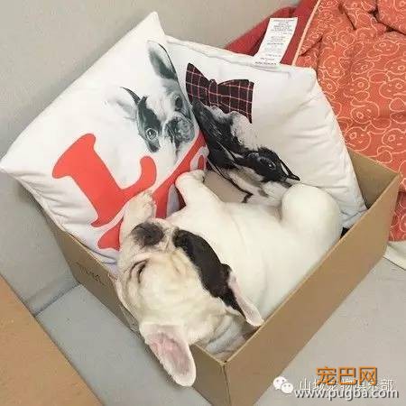 法斗犬的花式睡觉大法-6.jpeg