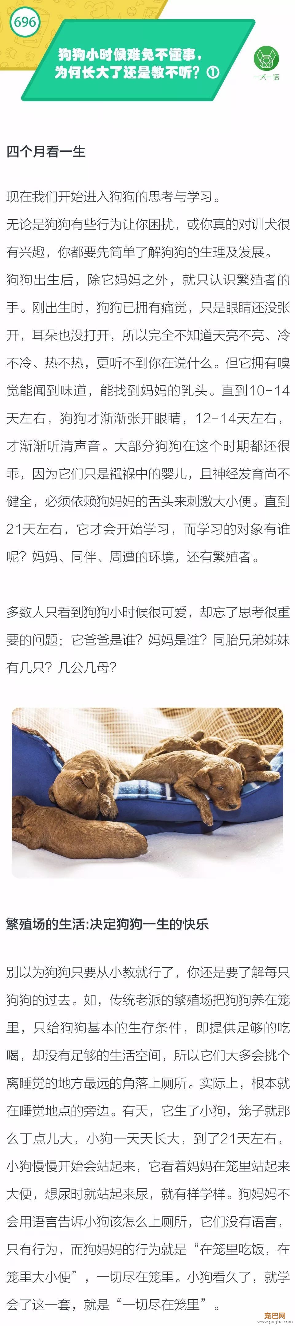 狗狗小时候难免不懂事，为何长大了还是教不听？①-1.jpeg
