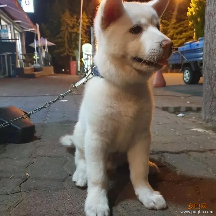 三个月大幼犬被最醉酒男子性侵：都怪你长得太可爱了！-1.jpg
