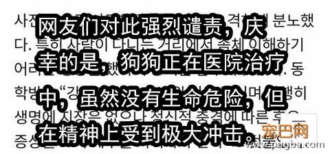 三个月大幼犬被最醉酒男子性侵：都怪你长得太可爱了！-3.jpg