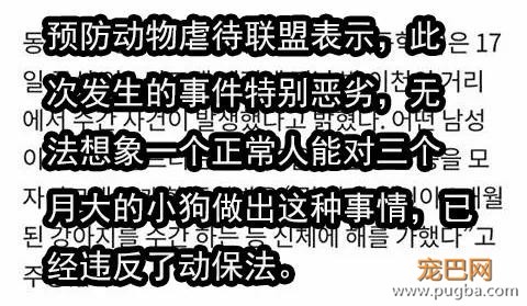 三个月大幼犬被最醉酒男子性侵：都怪你长得太可爱了！-4.jpg